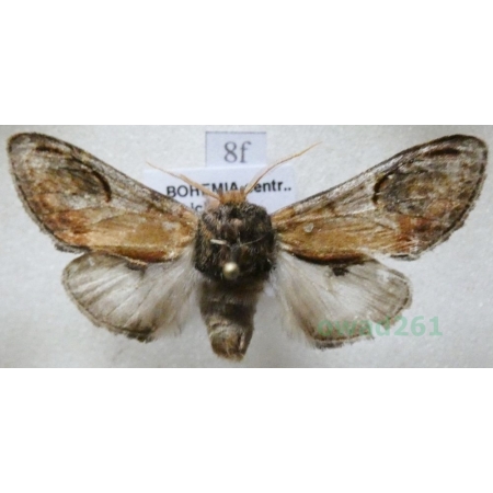 Notodonta ziczac (Linnaeus, 1758) male Garbatka zygzakówka Czech8f